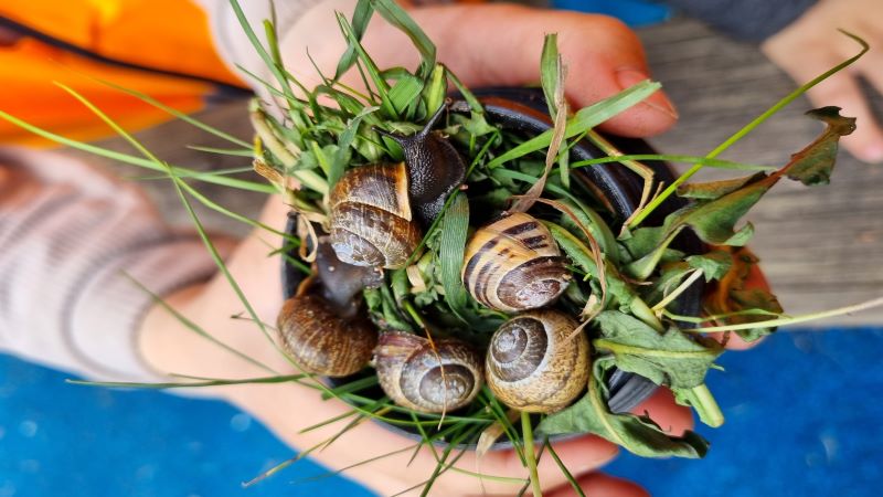 Närbild på snäckor