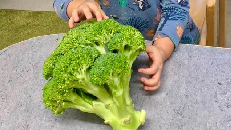 Känna på broccolin